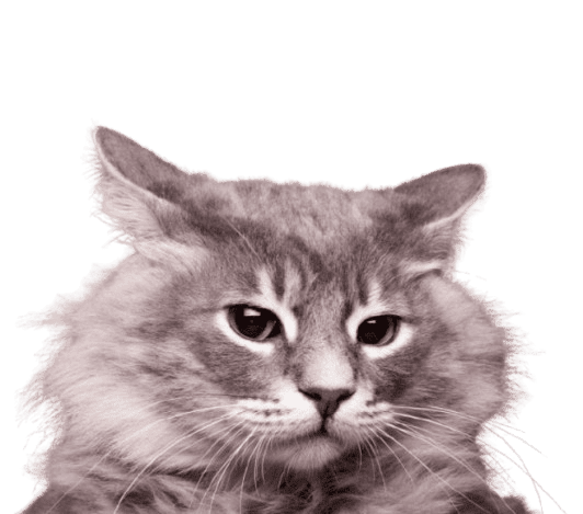 Gatos